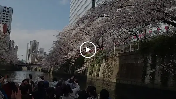 目黒川お花見クルーズ_動画