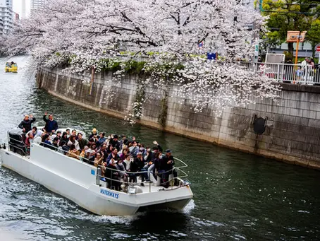 2026年最新の桜開花予想と目黒川お花見クルーズの楽しみ方