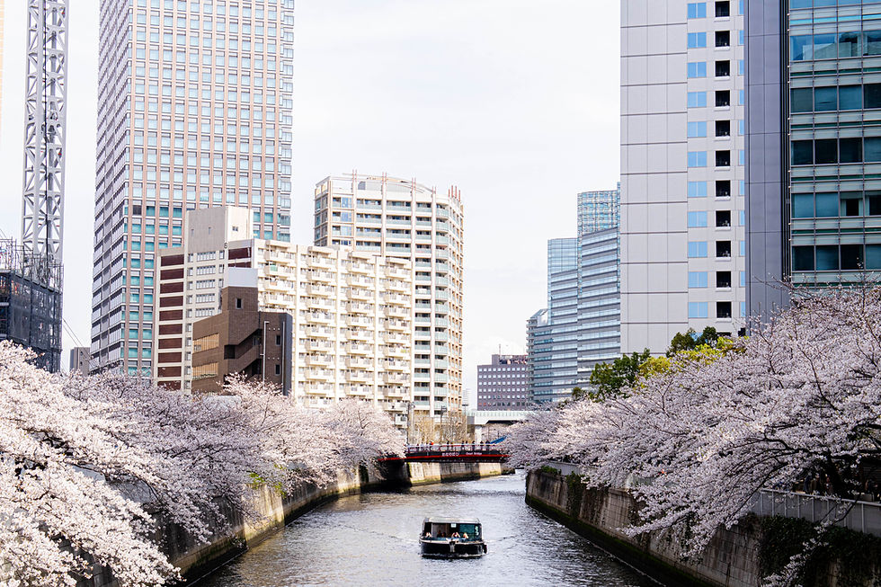 目黒川お花見クルーズ