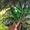 Thumbnail: Hemp Leaf - Emerald Green