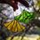 Thumbnail: Yellow Gingko Leaf