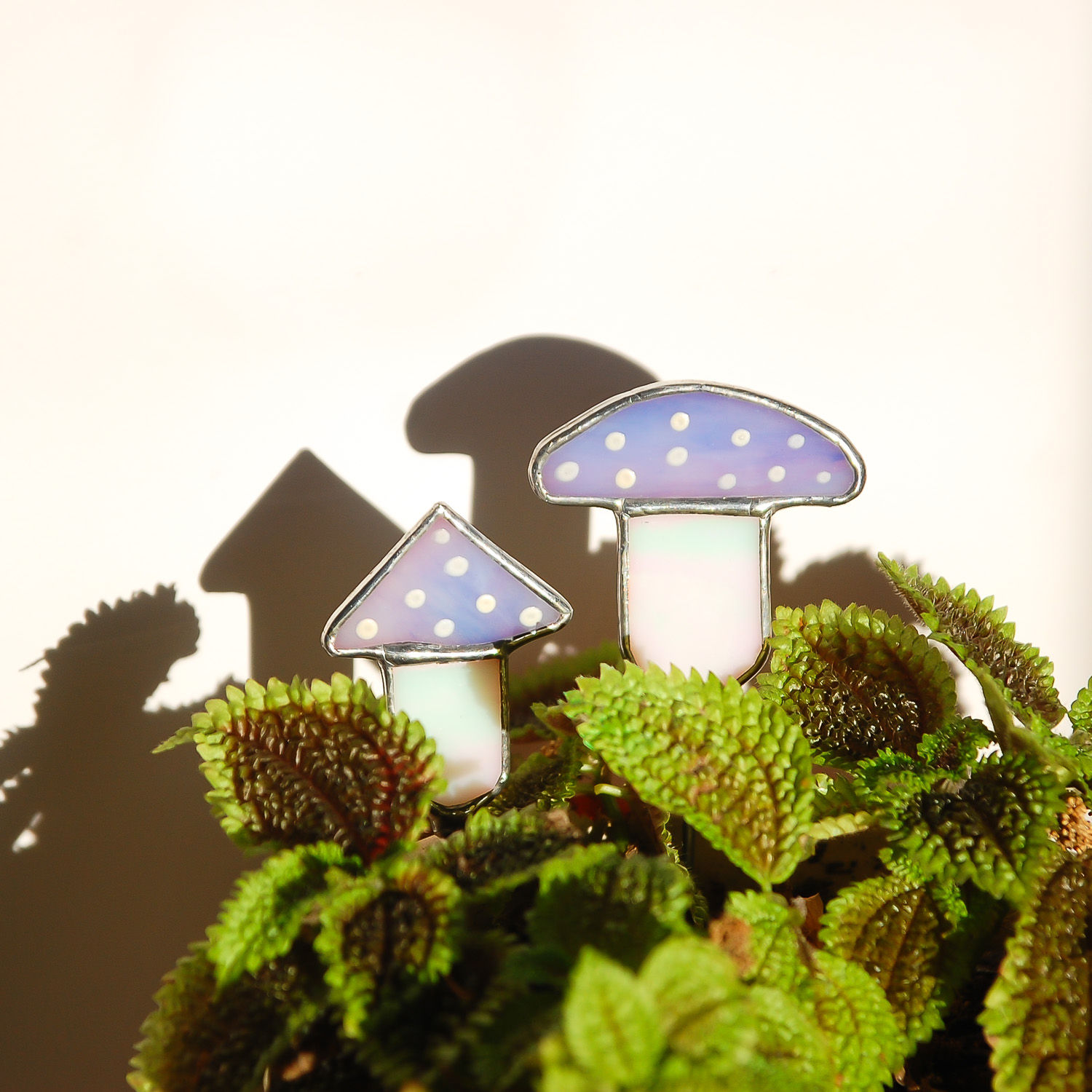 2 Mushroom Plant Friends