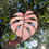 Thumbnail: Monstera - Pink