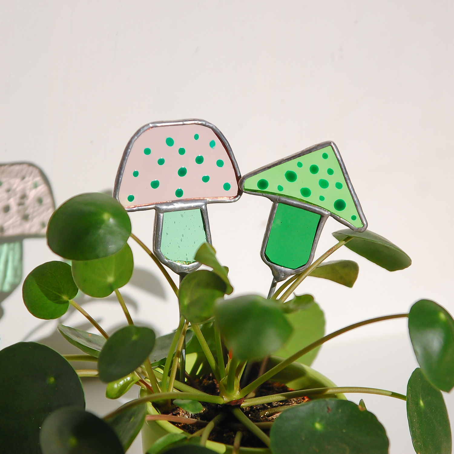 2 Mushroom Plant Friends