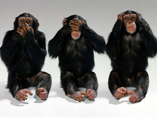 Os Macacos