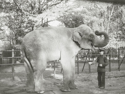 Ferienprogramm: Dem Zoo auf der Spur!