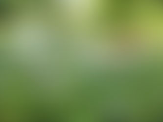 Waldschule Düsseldorf startet Ferienprogramm