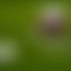 Woking 1-2 Oxford United – Rohan Ince’s goal is not enough for the Second Round