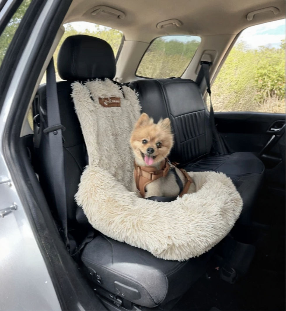 Fluffy Pomeranian sitting safely in a plush dog car seat booster on a vehicle front seat
