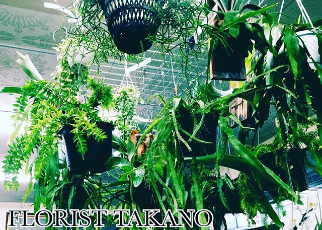 About Florist Takano