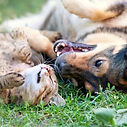 Passionnée par les animaux