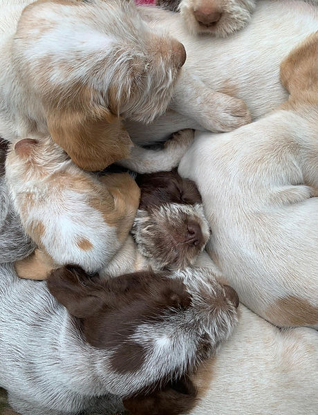 Puppies
