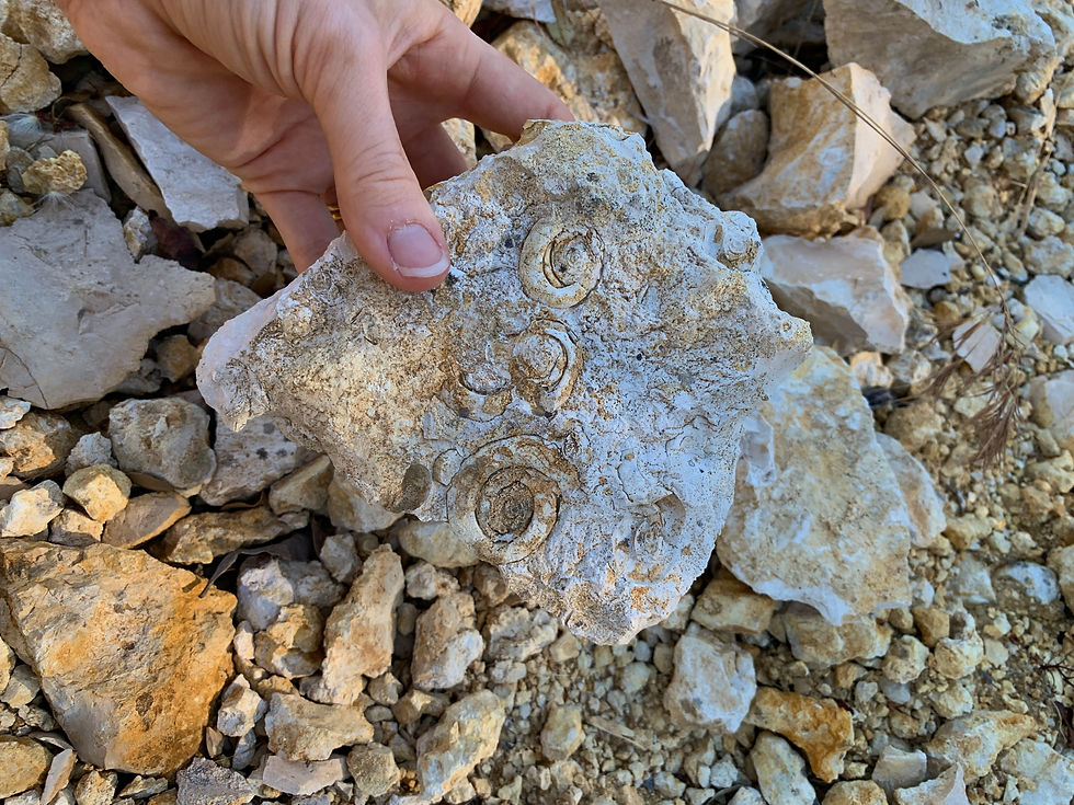 fossiles found in the Daumas Gassac vineyard