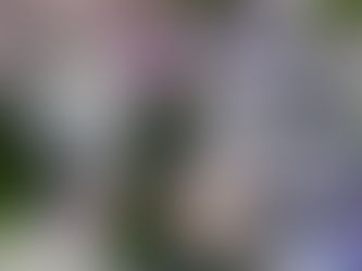 Quoi faire dans son jardin selon les mois de l’année ?