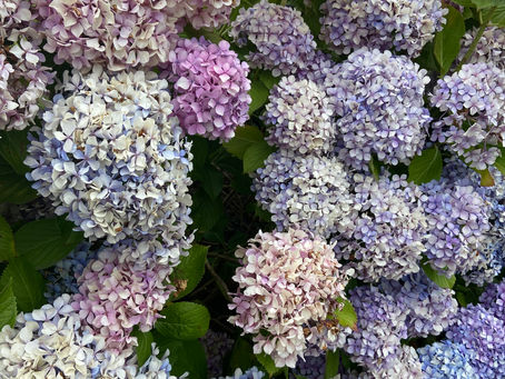 Quoi faire dans son jardin selon les mois de l’année ?