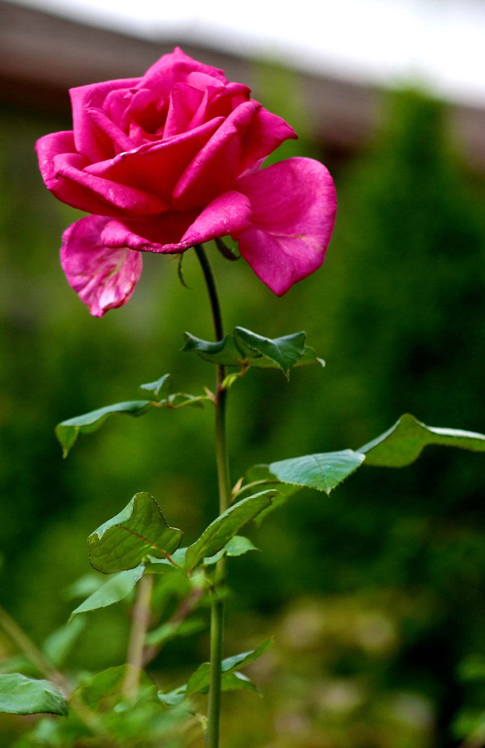 A Rose
