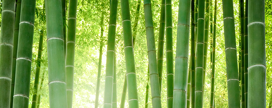 Copy of Copy of Universal Online Meditat