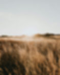 pexels-jack-redgate-333633-3014040.jpg
