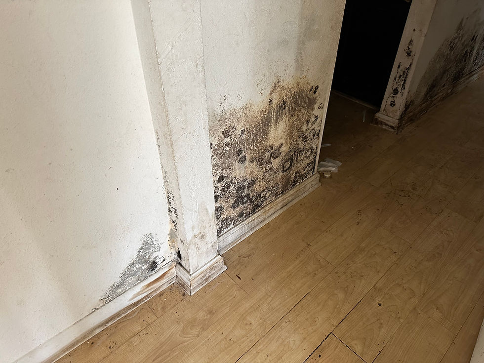Black mold growing on drywall in a South Carolina home during summer.