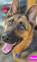 roxie.jpg