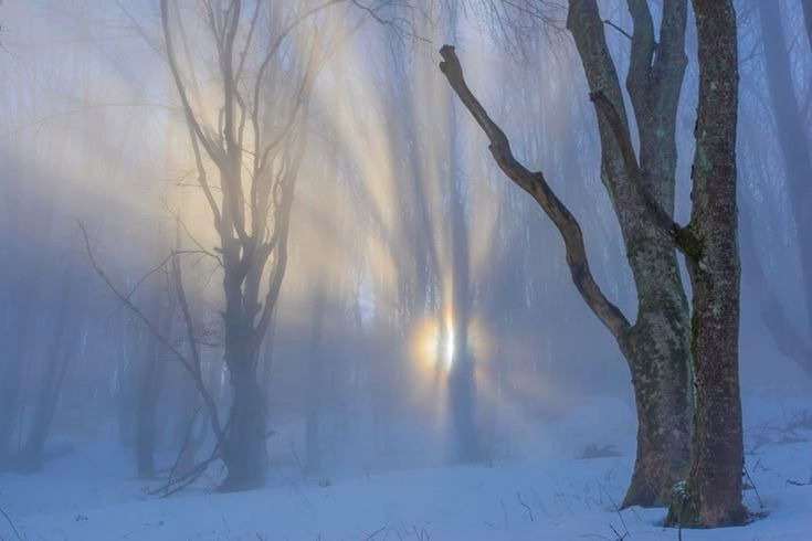 trees.jpg
