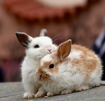 Two little rabbits supporting each other, link to Clinical Supervision page