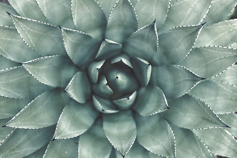 erol-ahmed-aIYFR0vbADk-unsplash_edited.jpg