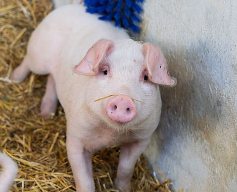 Conisee pig with scratching post