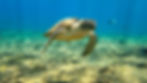 Hawksbill turtle in blue tropical water.jpg