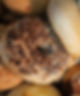4 Everything Bagel