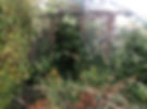Polytunnel - BEFORE