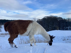 Baffin schnüffelt im Schnee