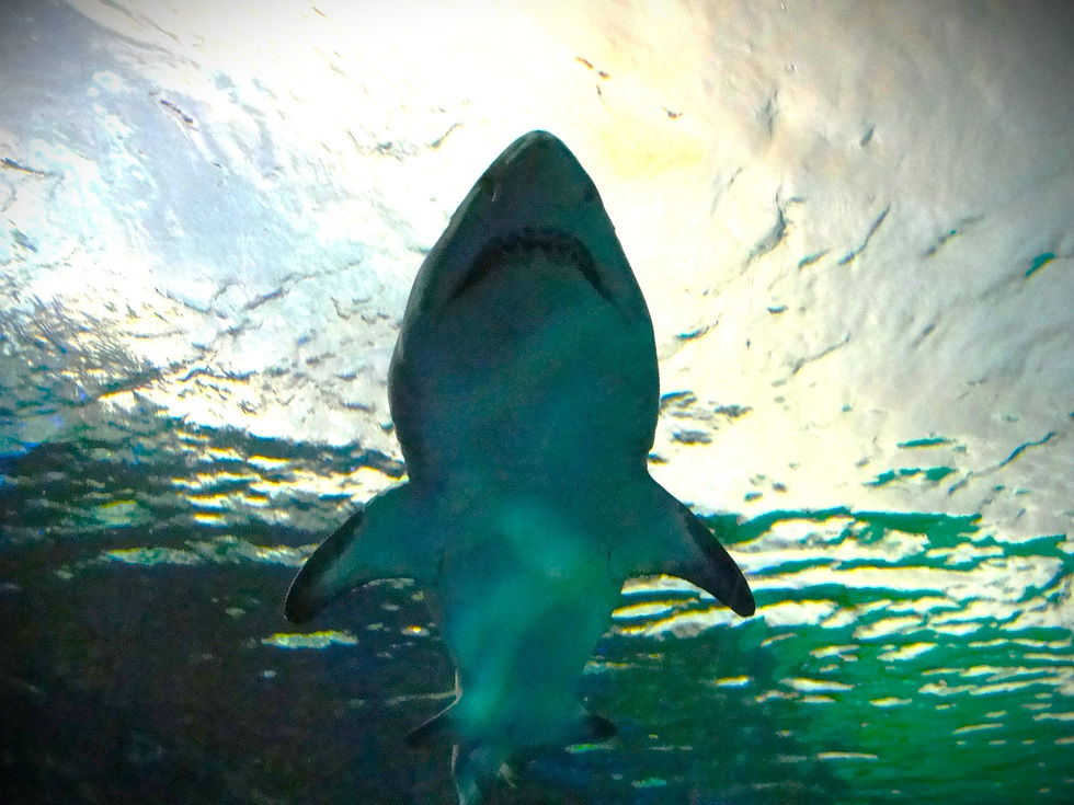 Longlist Saturdays: Sharkskin by Bruce McAllister
