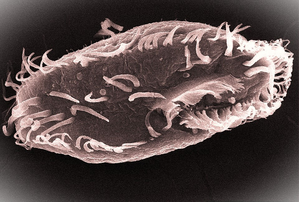 The Travelers of Death by Glenn H. Myers