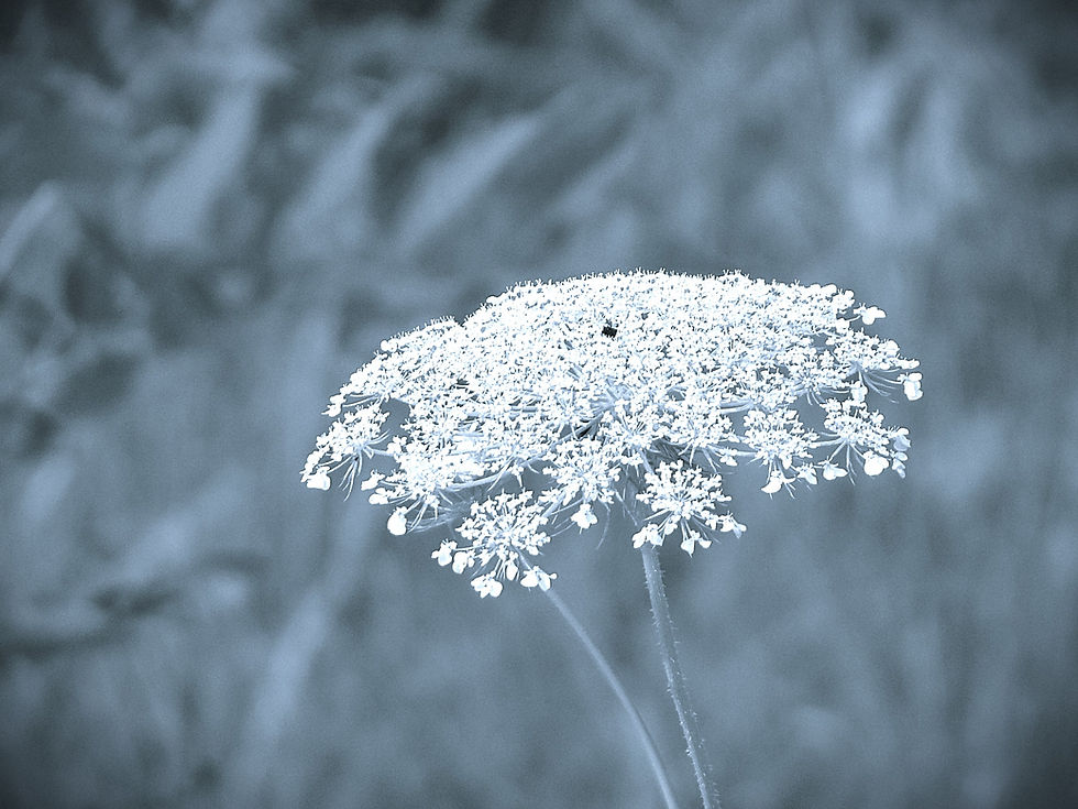 After the Storm by Robert Earle