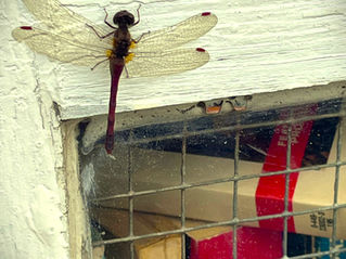 The Dragonfly Reader by Gregg Norman