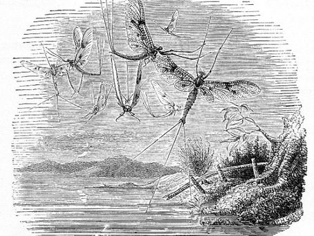 Lady Mayfly by Indee Sehrish Watson