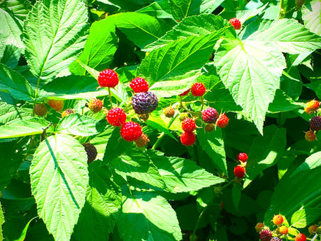 Gathering What is Left On the Black Raspberry Canes by T. C. Mill