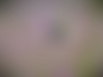 Illusions by Alice Landrum