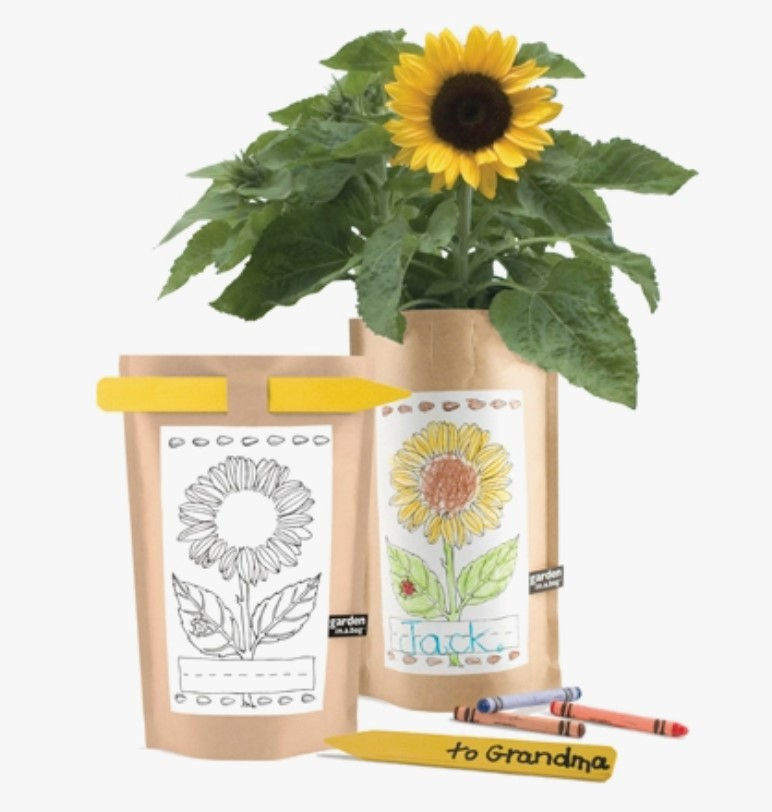 Kids Garden in A Bag | Mini Sunflower