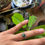 Thumbnail: Ruby Zoisite Ring