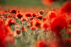 Coquelicot © Lionel Lizet