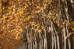 Allée de platanes Automne © Lionel Lizet