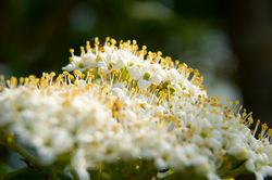 Ombelle de Sureau © Lionel Lizet