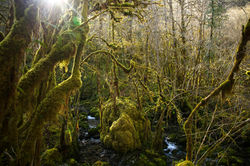 Gourgue d'Asque Pyrénées