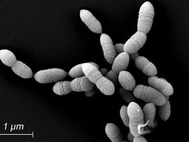 인간의 장(腸)에서 새로운 미생물 발견