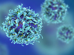 면역 반응의 새로운 단계 발견