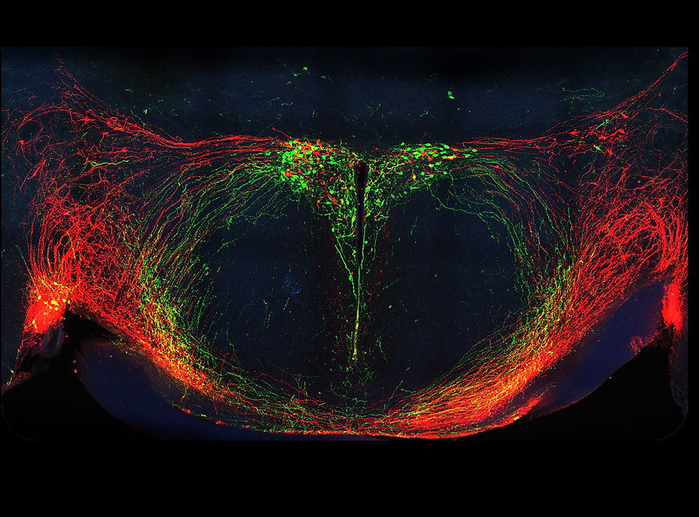 Signaling pathways of the bonding hormone oxytocin (green) and the neurotransmitter vasopressin (red) in the hypothalamus of a mouse. © M Pilar Madrigal