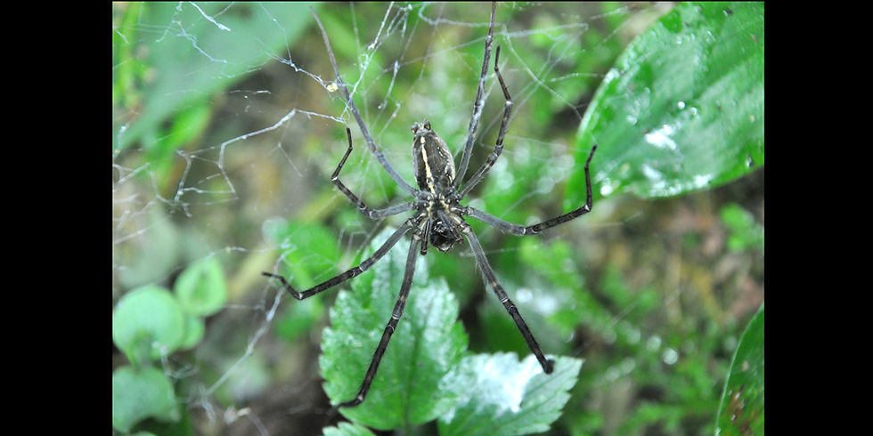 ▲ 거미(Psechrus clavis). © Tunghai University Spider Lab