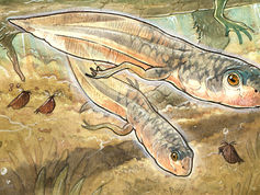 세계에서 가장 오래된 올챙이 발견